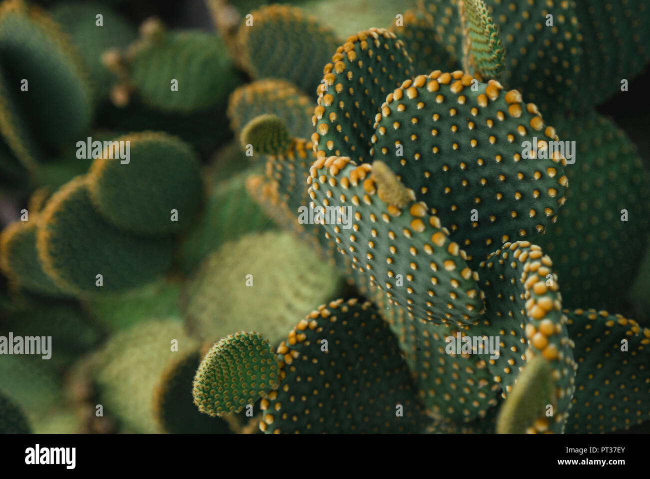 Details eines Kaktus Pflanze mit orange sticht Stockfoto