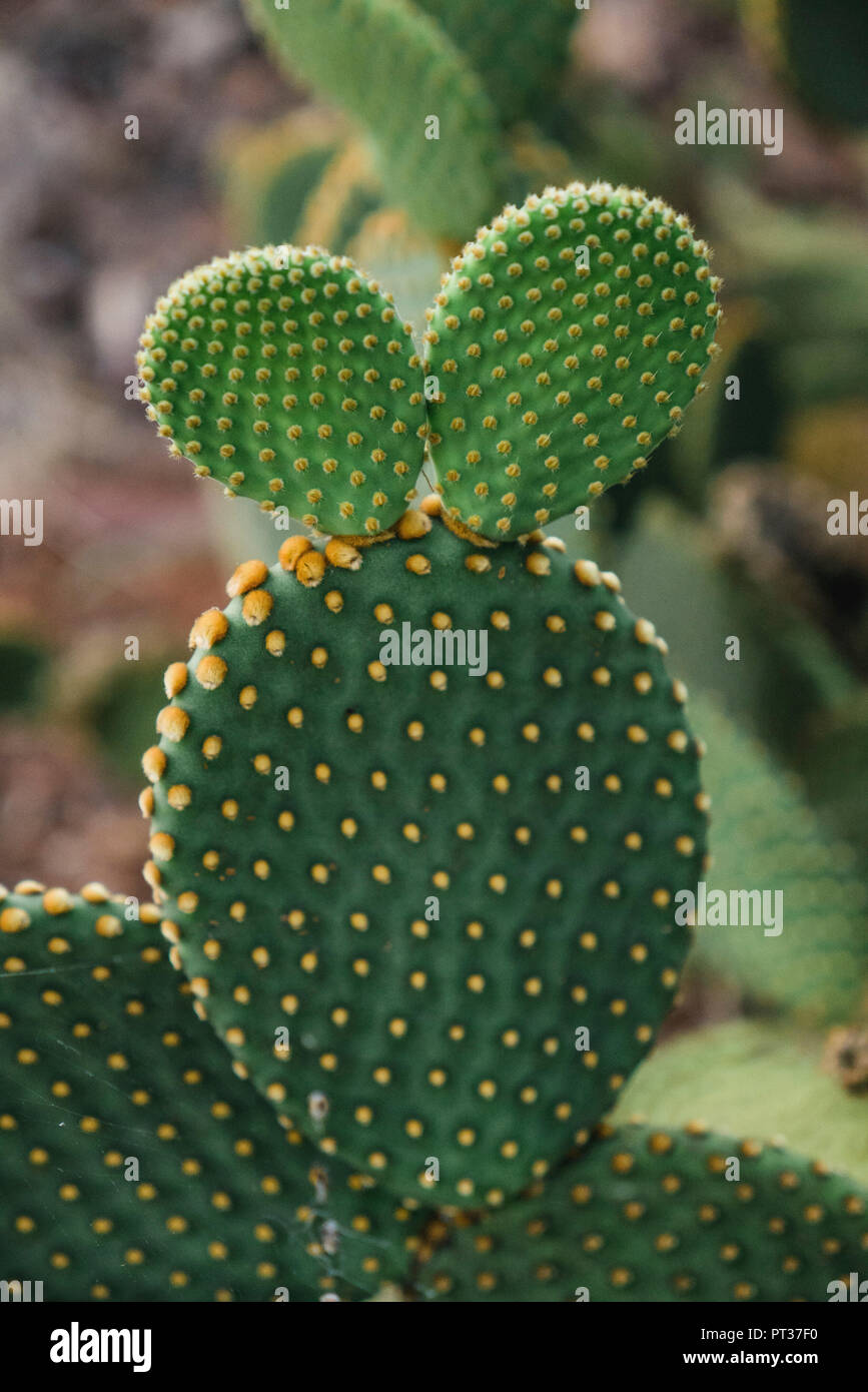 Details eines Kaktus Pflanze mit orange sticht Stockfoto