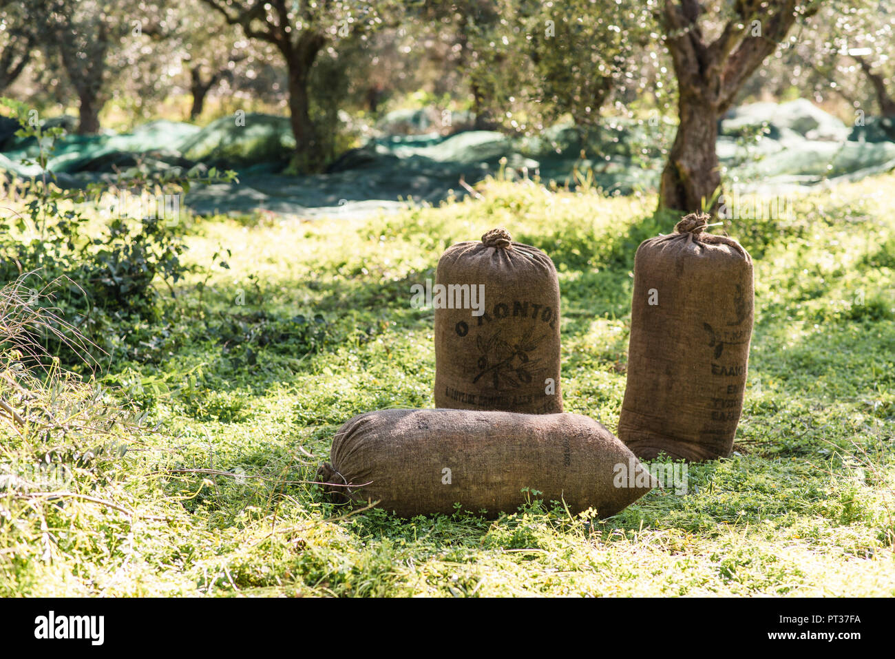 Jutesäcke an der Olivenernte in Griechenland Stockfoto