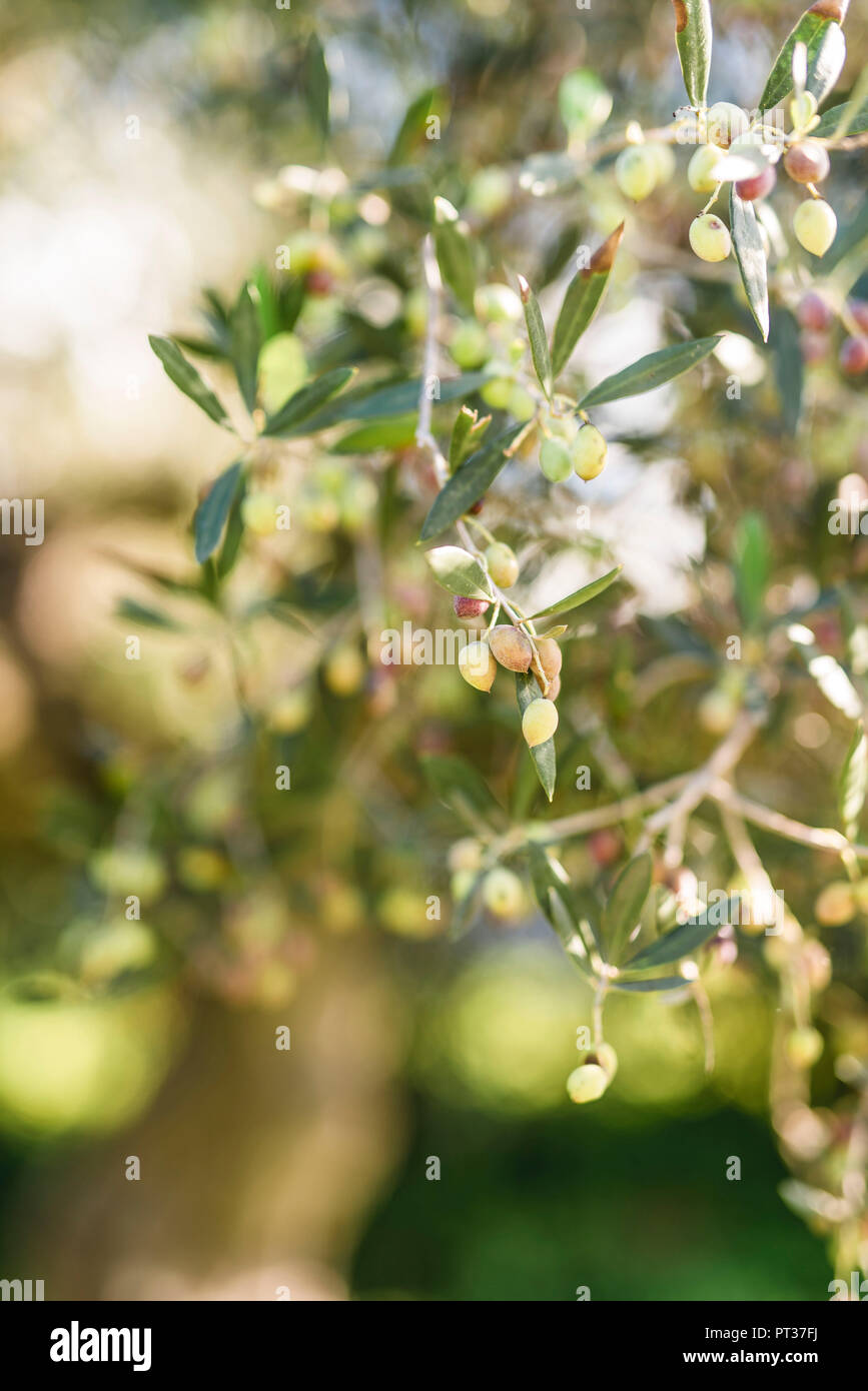 Oliven auf dem Baum, oliv Bush in Griechenland Stockfoto