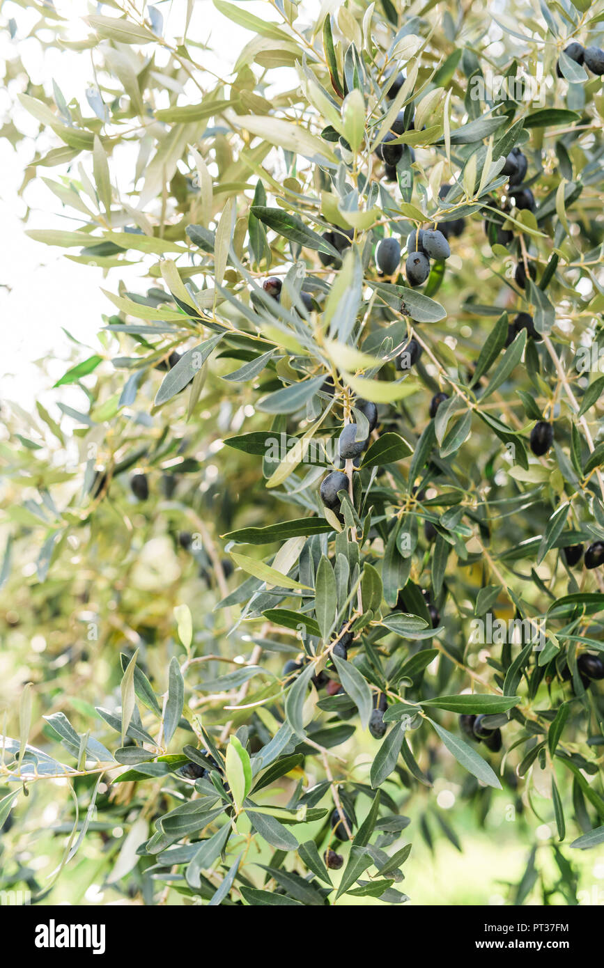 Oliven auf dem Baum, oliv Bush in Griechenland Stockfoto