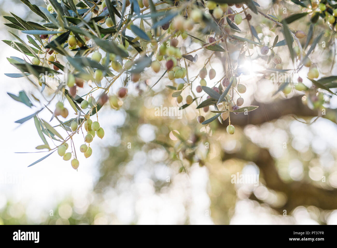 Oliven auf dem Baum, oliv Bush in Griechenland Stockfoto