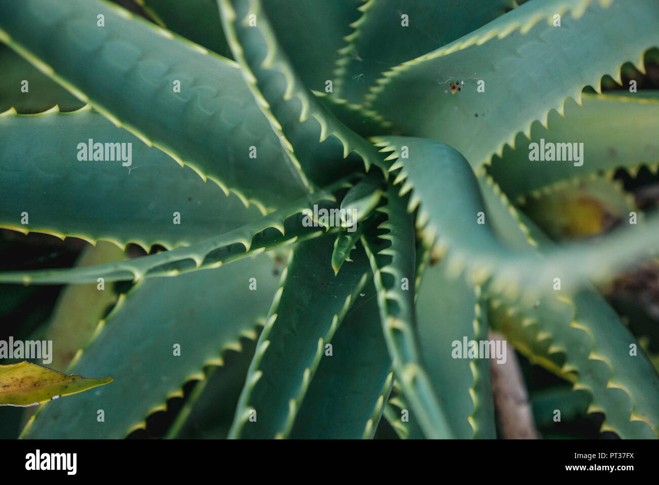 Aloe Vera Pflanze im Detail Stockfoto