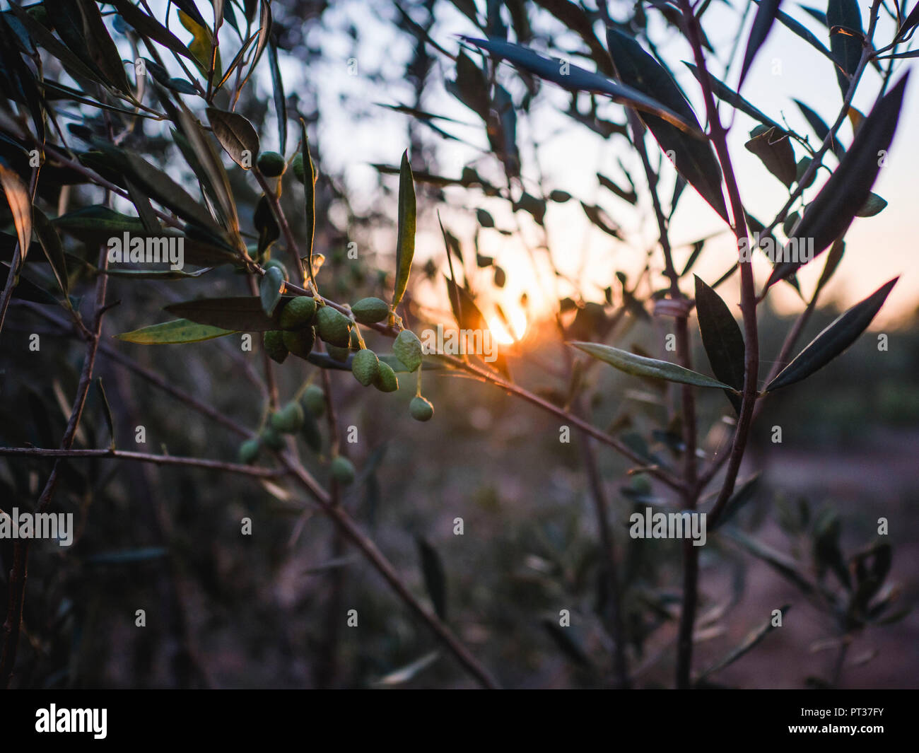 Oliven aus Griechenland, Oliven, Olive Branch, Olivenbäume im Sonnenuntergang Stockfoto
