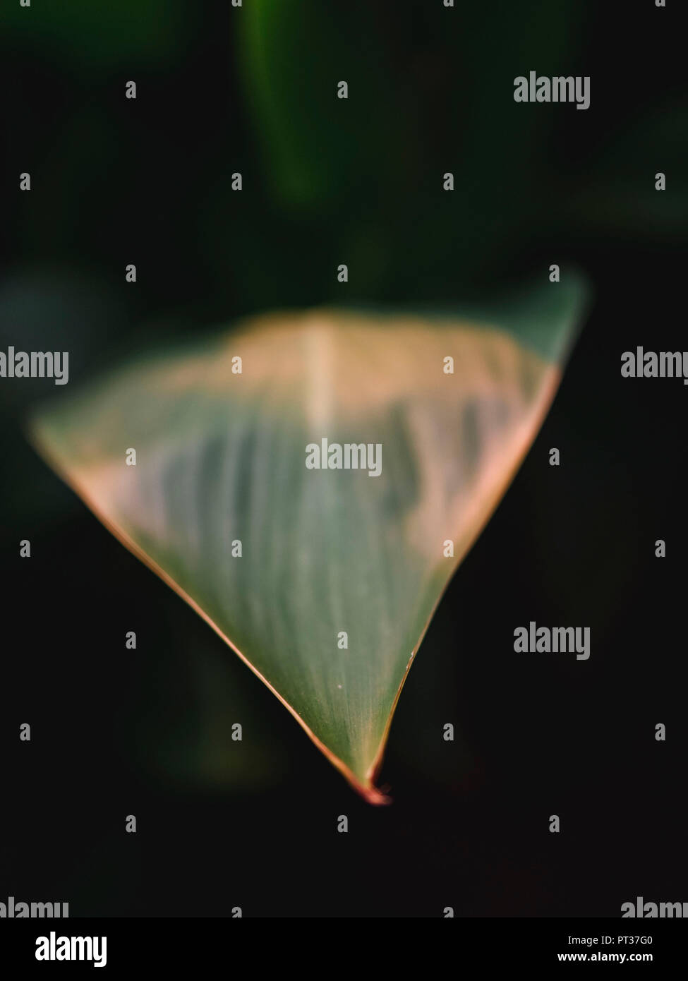 Pflanze Blatt im Abendlicht mit dunklen Hintergrund Stockfoto