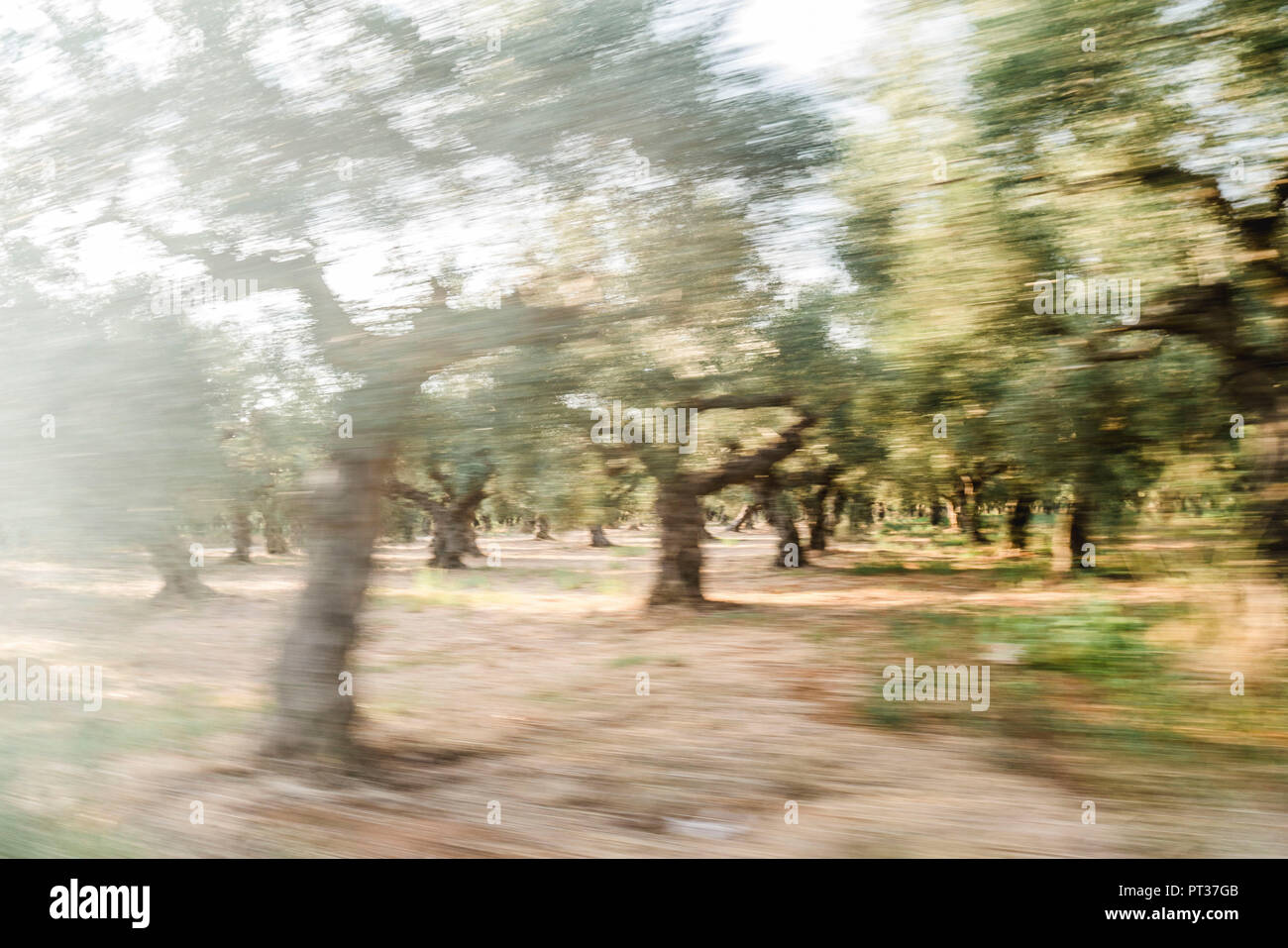 Oliven aus Griechenland, Oliven, Olive Branch, Olivenbäume im Sonnenuntergang Stockfoto