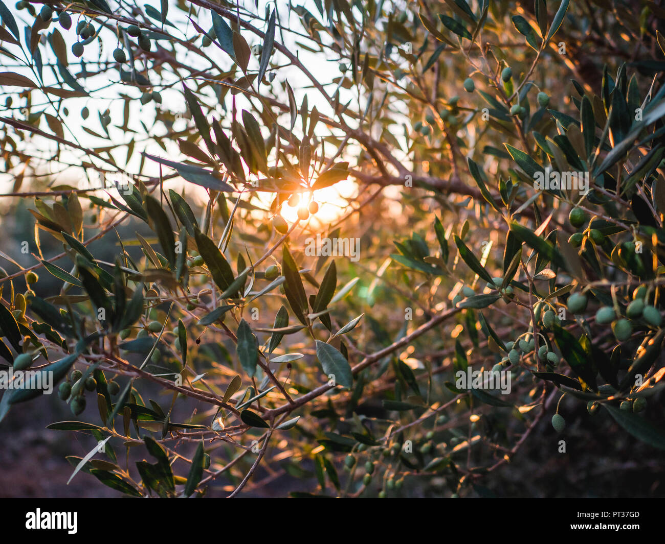 Oliven aus Griechenland, Oliven, Olive Branch, Olivenbäume im Sonnenuntergang Stockfoto