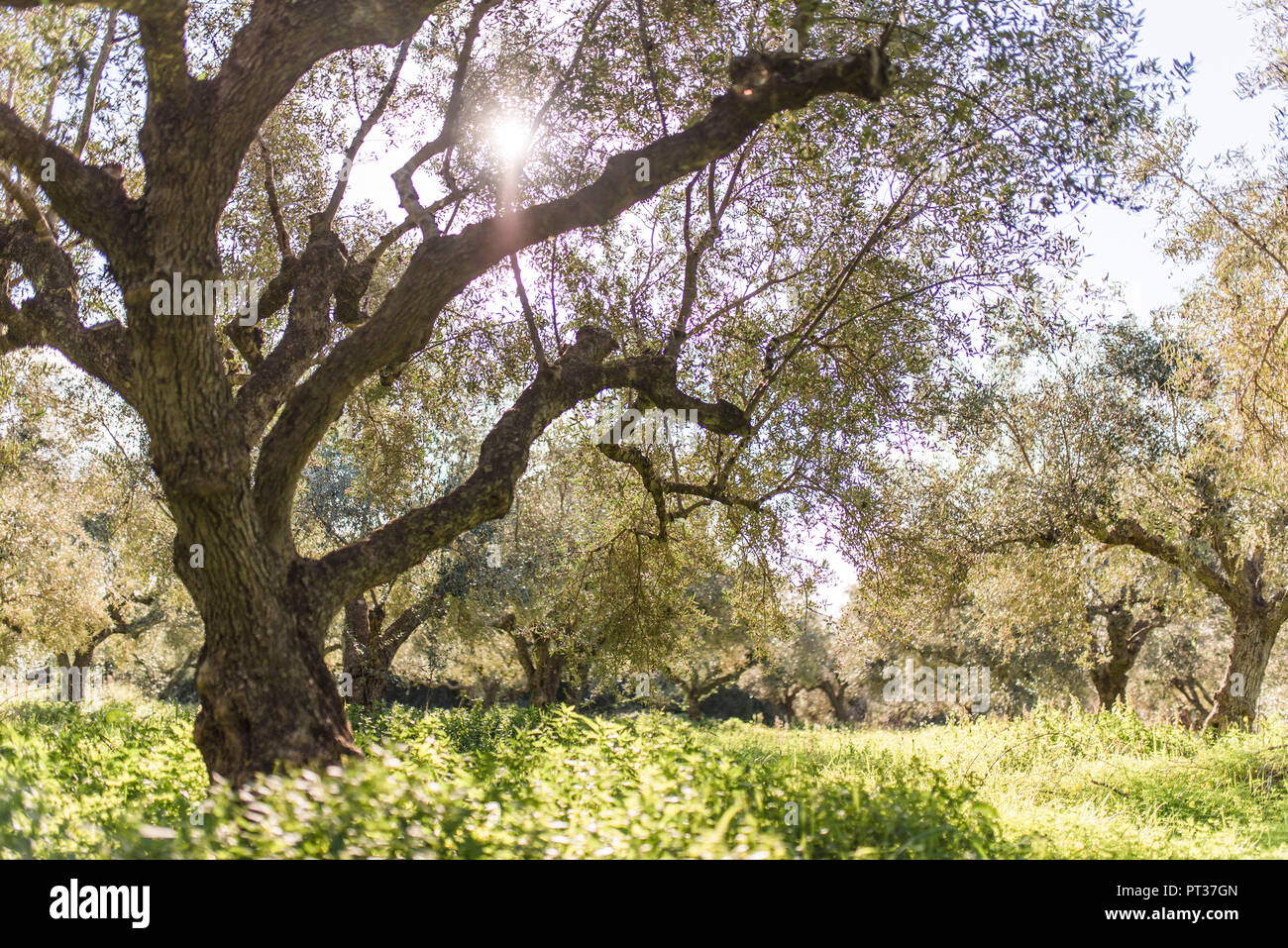 Olivenhain in Griechenland kurz vor der Ernte mit reichen Klee und Sonne, Oliven bäume im Winter Stockfoto