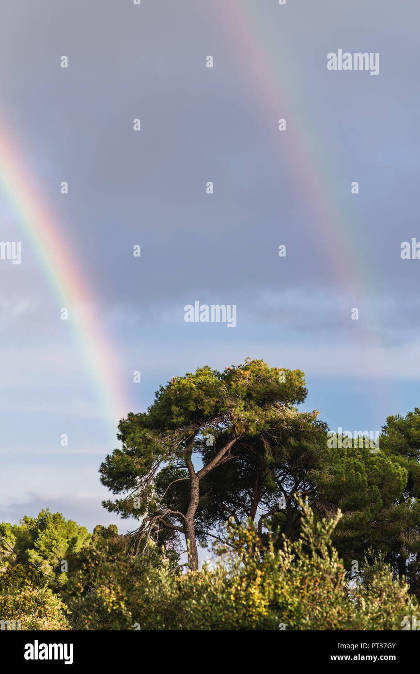 Wald mit Regenbogen Stockfoto