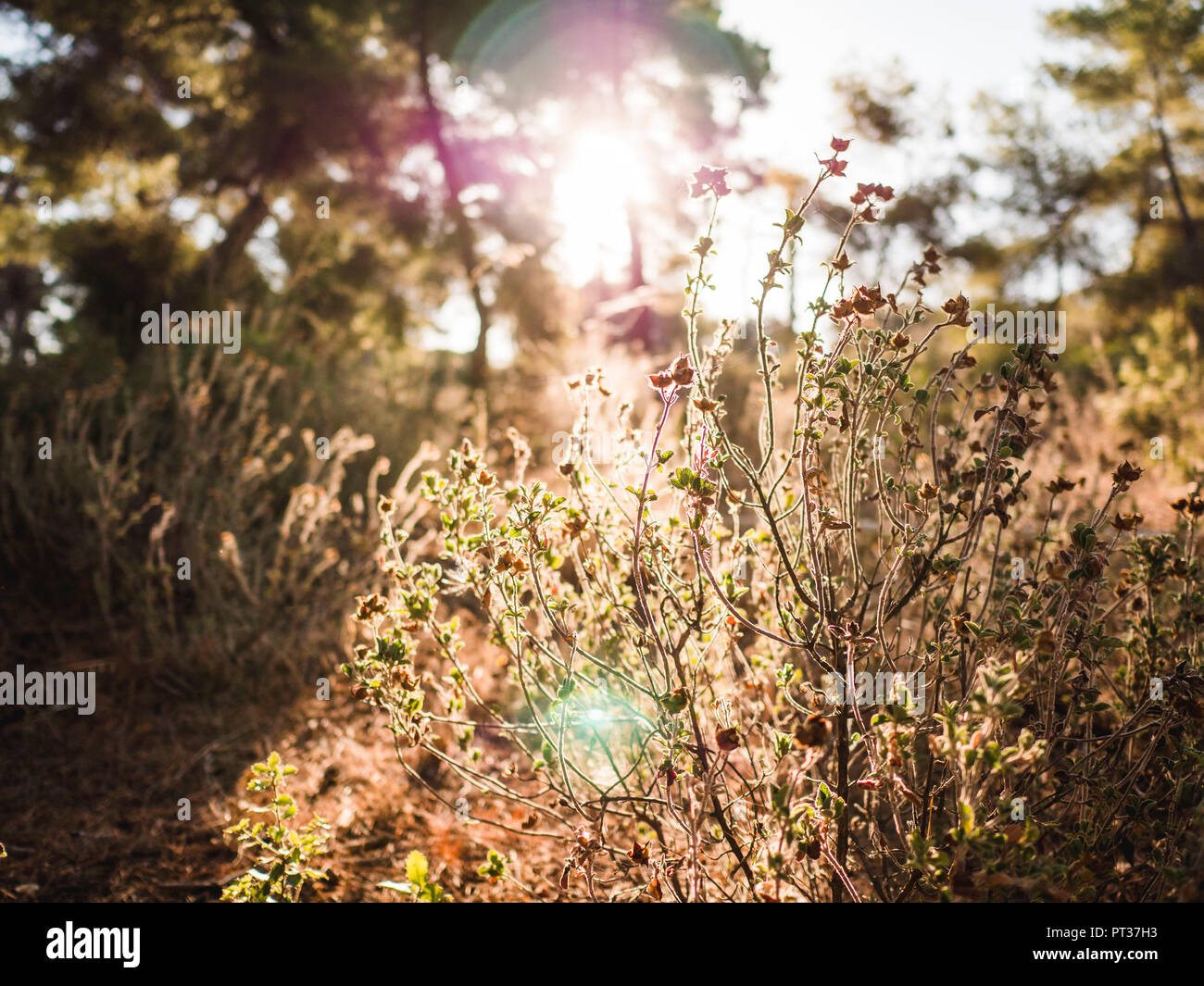 Natürliche Disteln in der Rückseite Licht, Licht Stimmung in der griechischen Natur, getrocknete Blumen in Griechenland Stockfoto