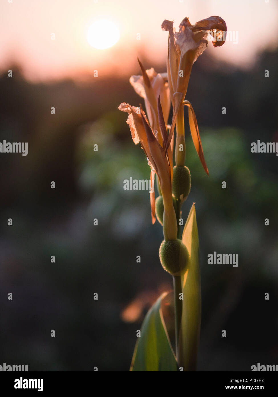 Verwelkte Blüten im Sonnenuntergang Stockfoto