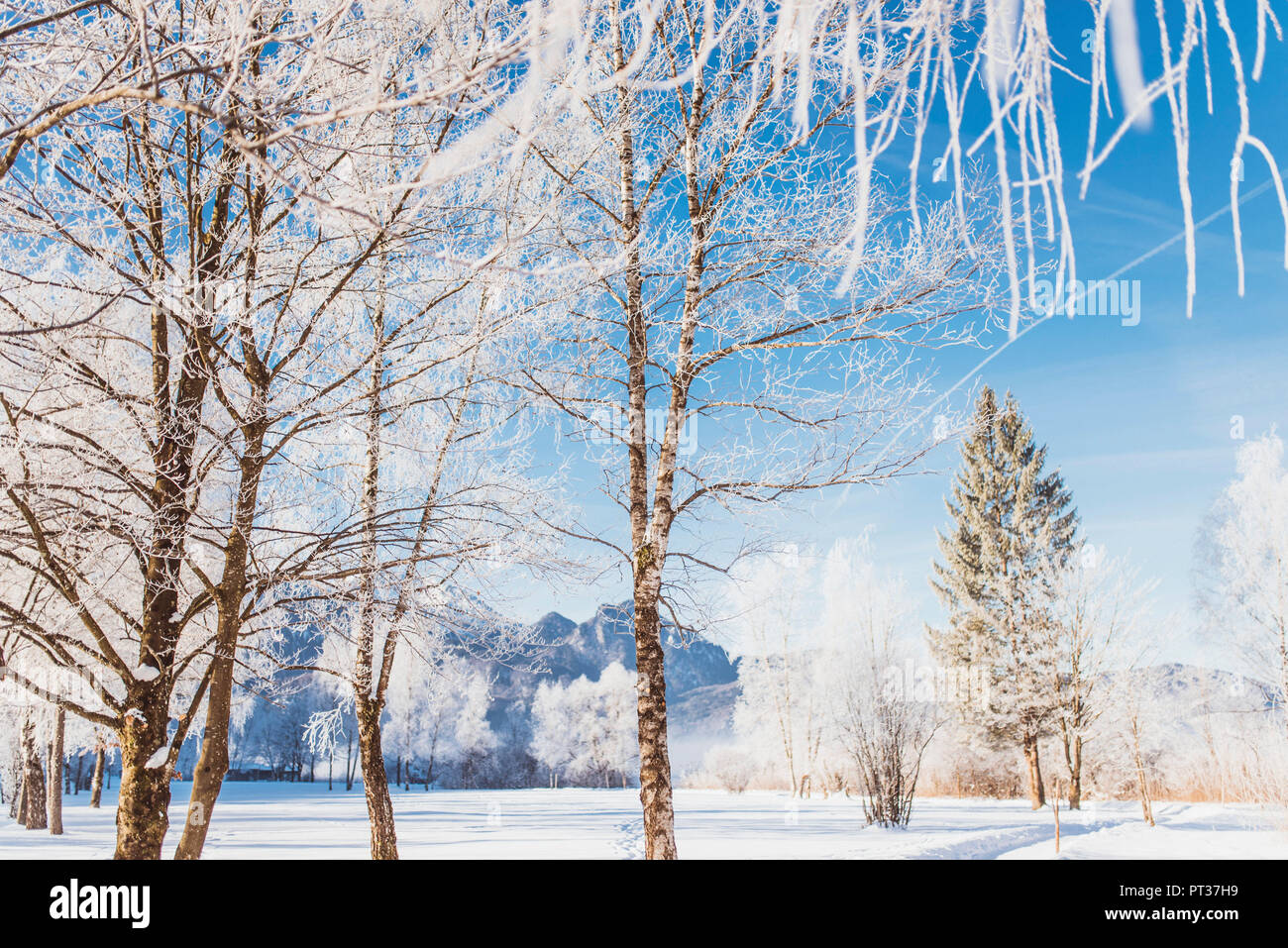 Winterlandschaft mit Raureif in Bayern am Kochelsee Stockfoto