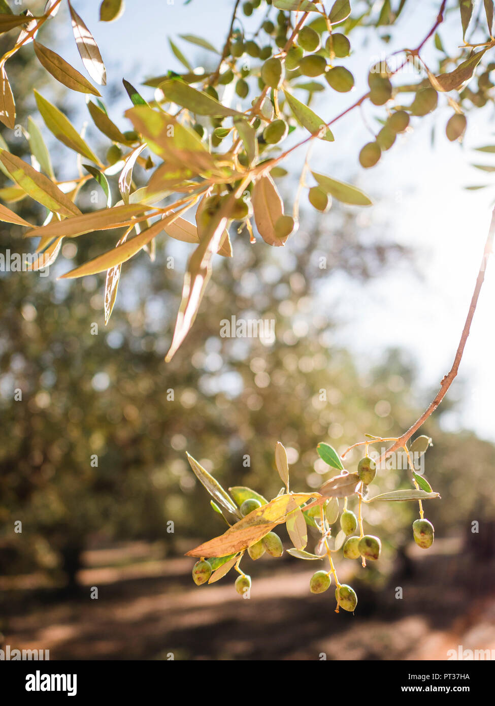 Oliven aus Griechenland, Oliven, Olive Branch, Olivenbäume im Sonnenuntergang Stockfoto