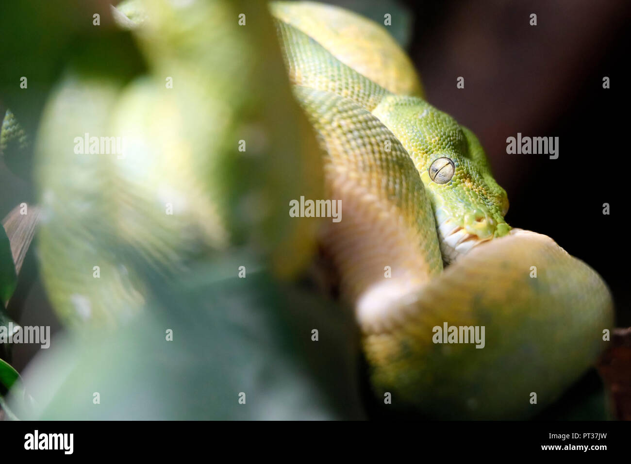 Green Tree Python, (Morelia viridis), Captive, Deutschland Stockfoto