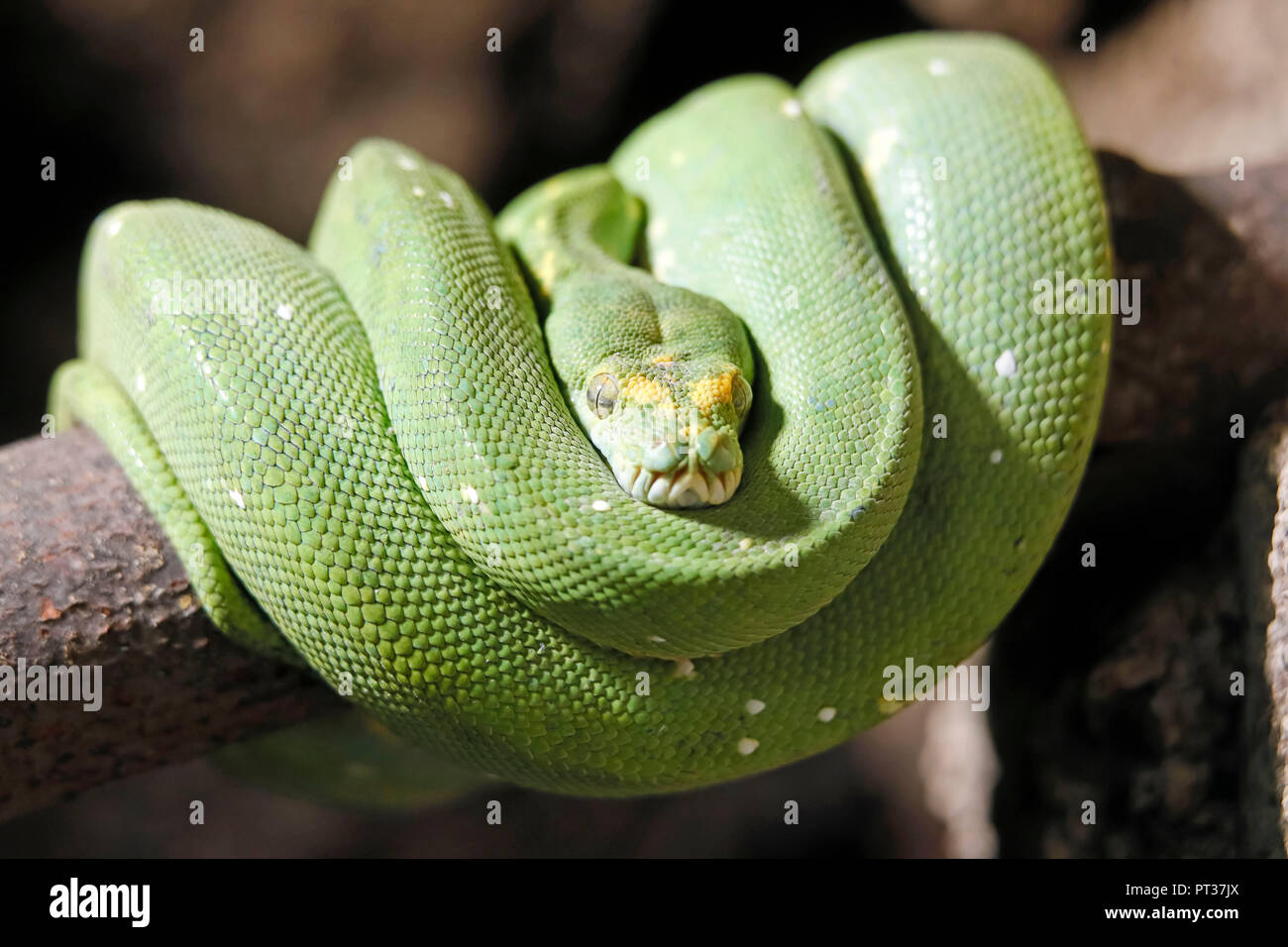 Green Tree Python, (Morelia viridis), Captive, Deutschland Stockfoto