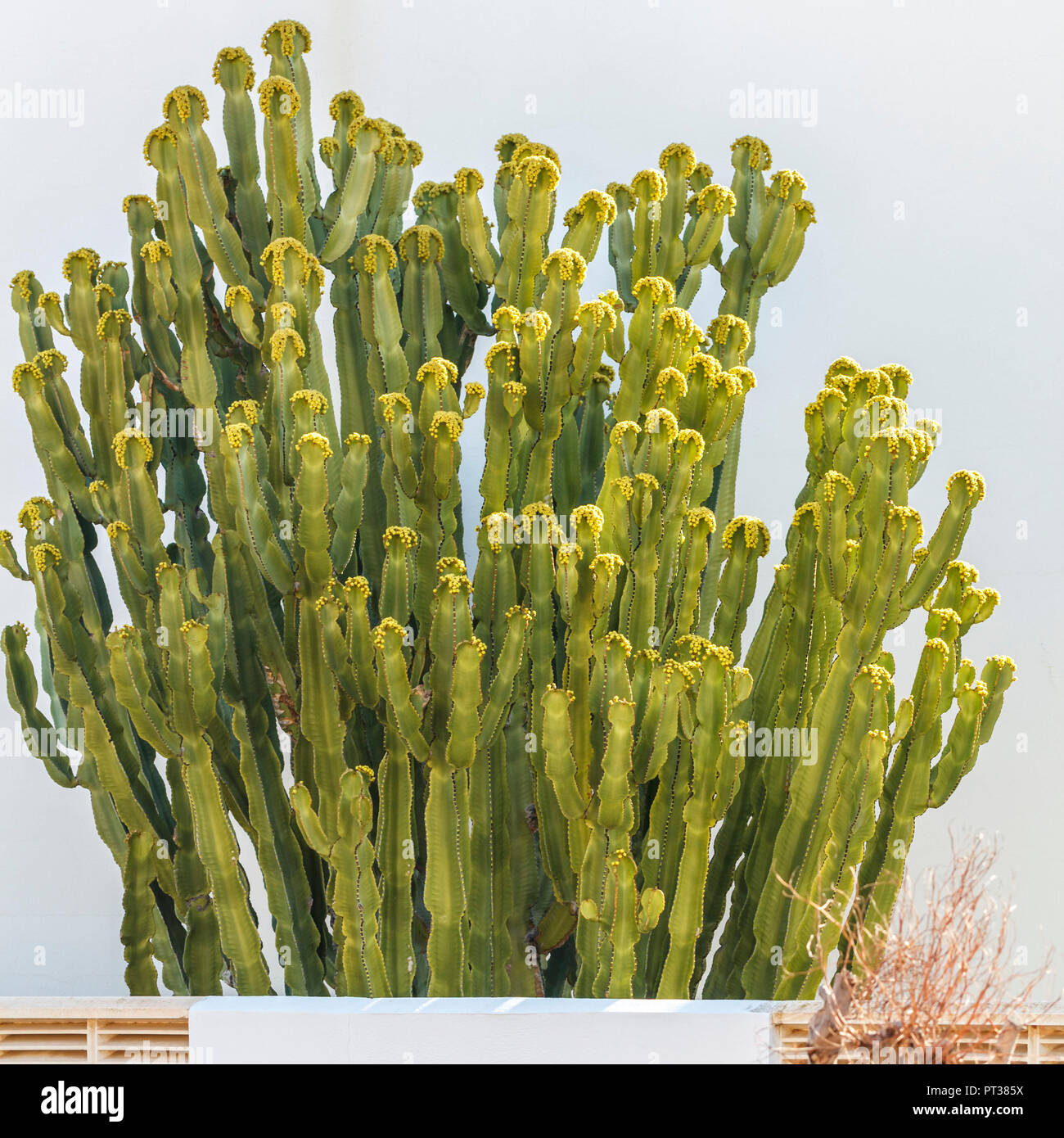 Ein großer Kaktus in Spanien Stockfoto