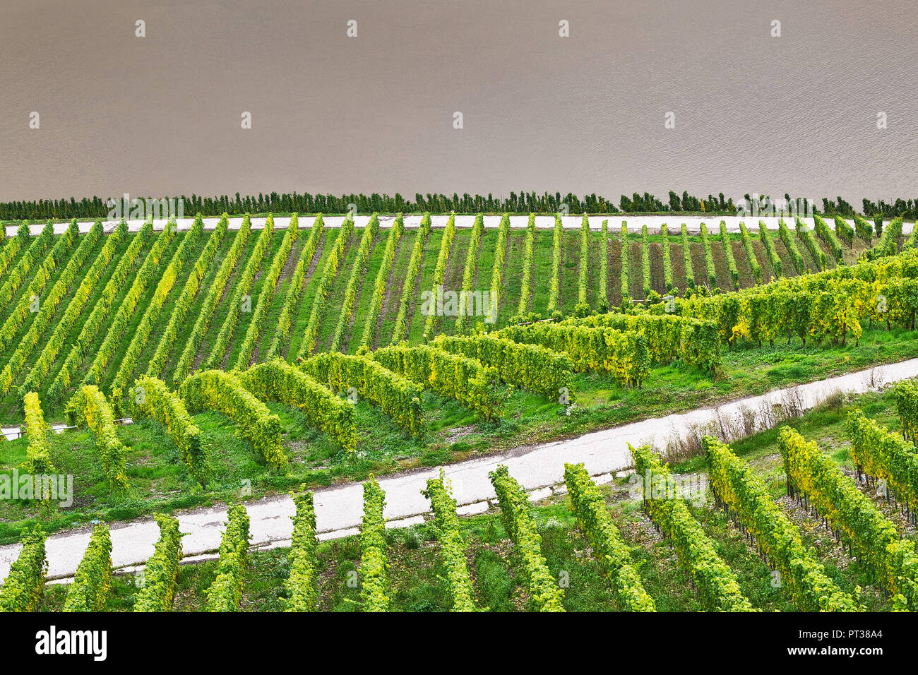 Weinberg an der Mosel mit Blick auf den Fluss. Stockfoto