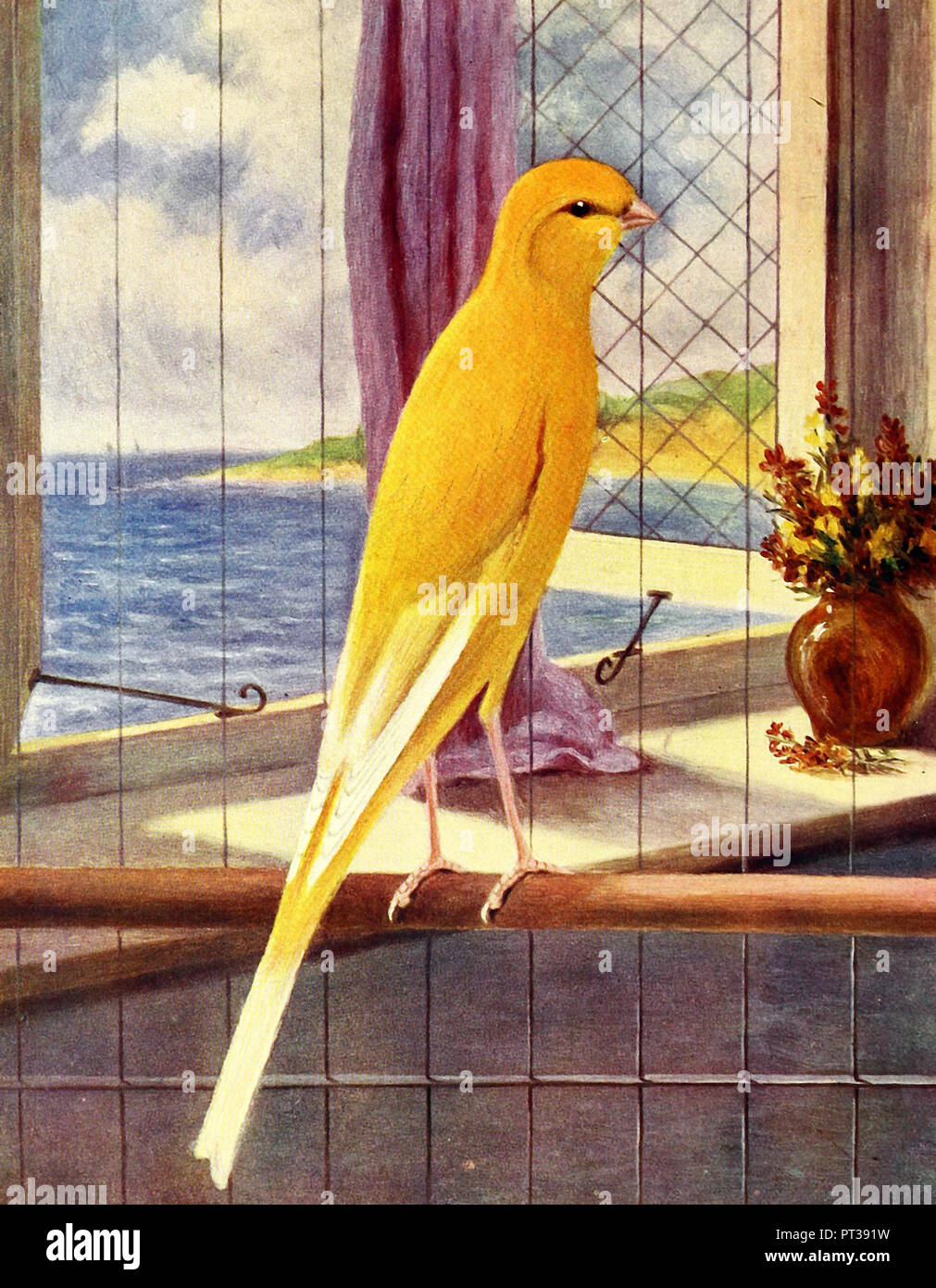 Erste Yorkshire belgischen Kanarischen Stockfoto