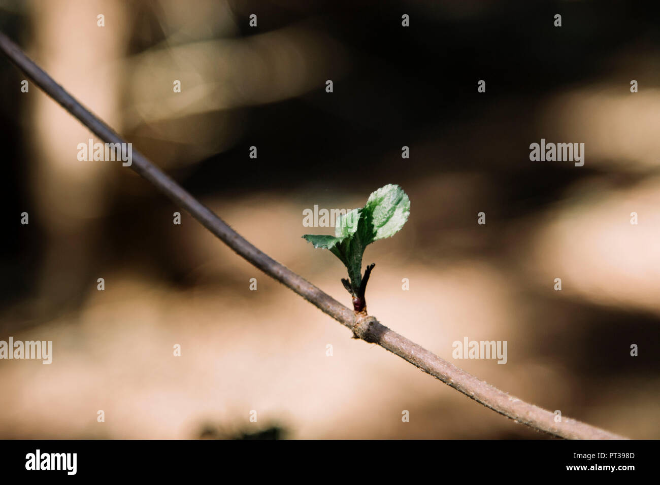 Köckerwald Wald, Bielefeld, Sonnenschein, März Stockfoto