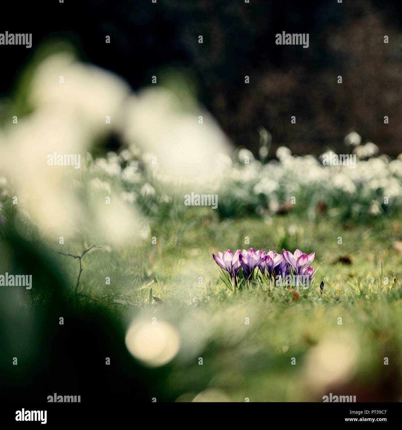 Früh blühende Pflanzen, Nordpark, Bielefeld, Frühling, Sonnenschein Stockfoto