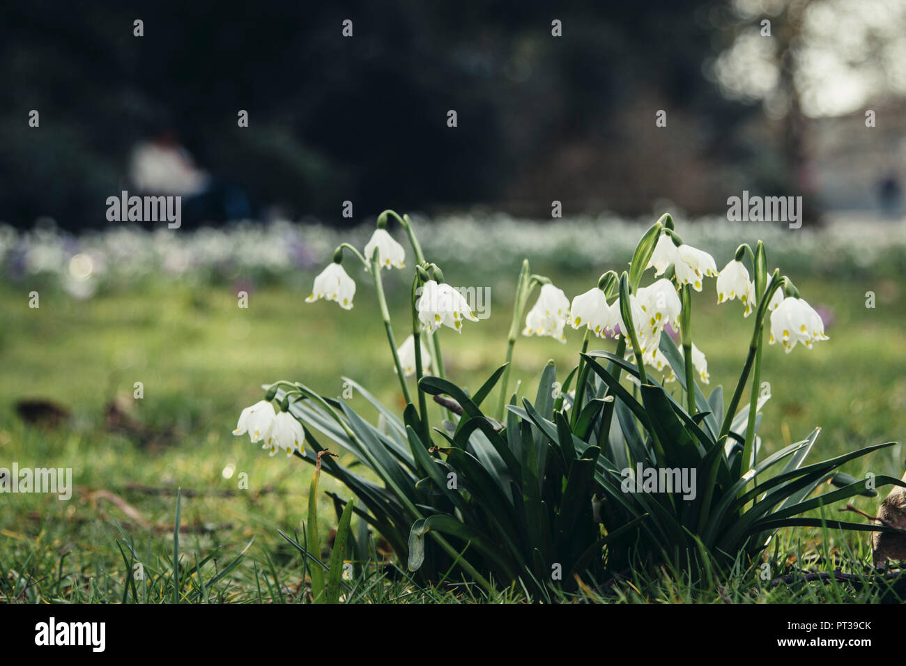 Früh blühende Pflanzen, Nordpark, Bielefeld, Frühling, Sonnenschein Stockfoto