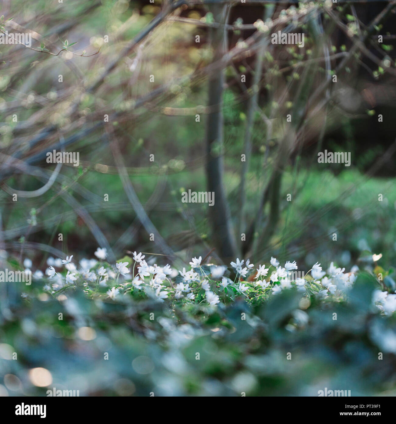 Fruhling Im Botanischen Garten Gutersloh Stockfoto Bild
