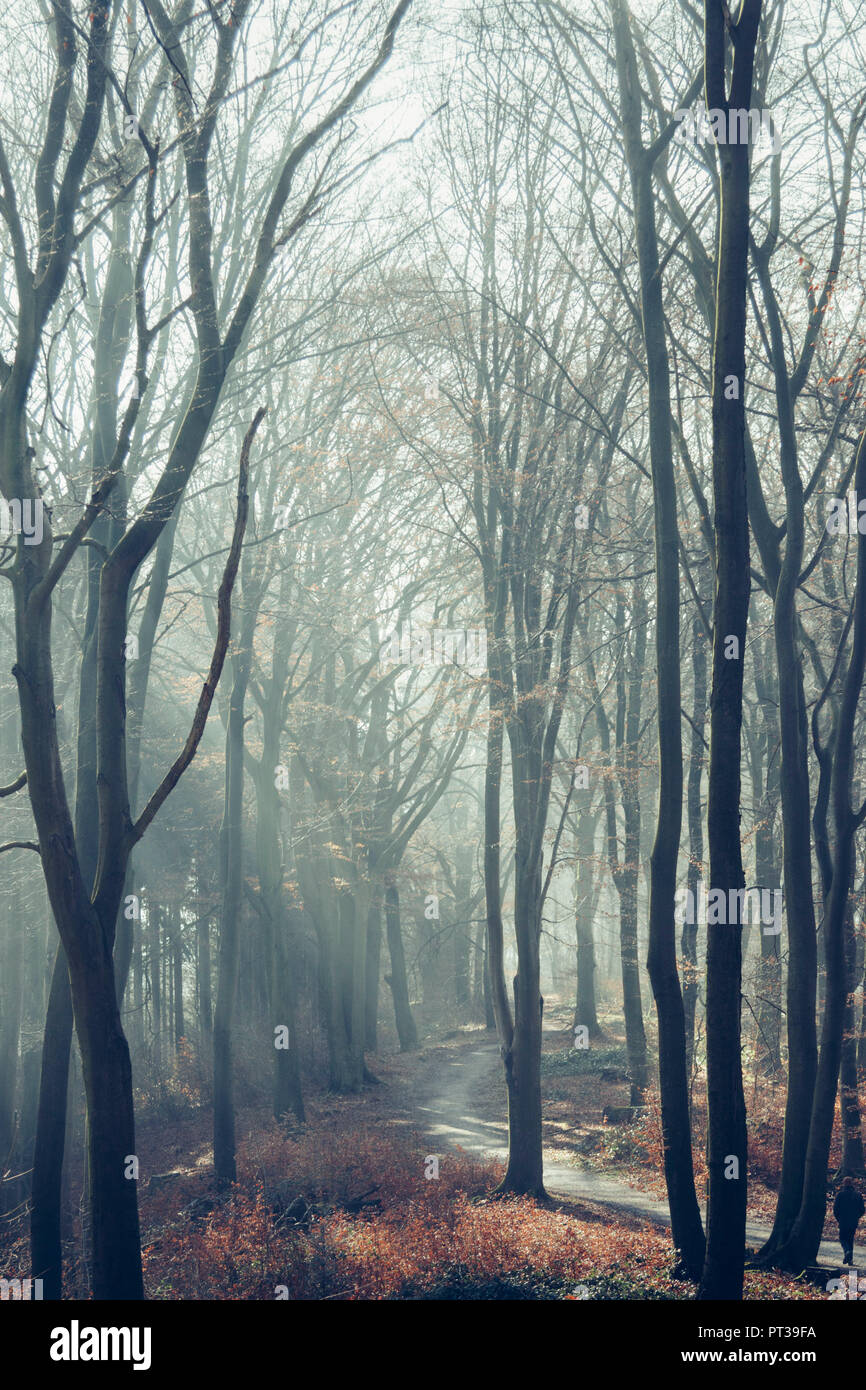 Teutoburger Wald im Februar, der Frühling ist fast in der Luft Stockfoto