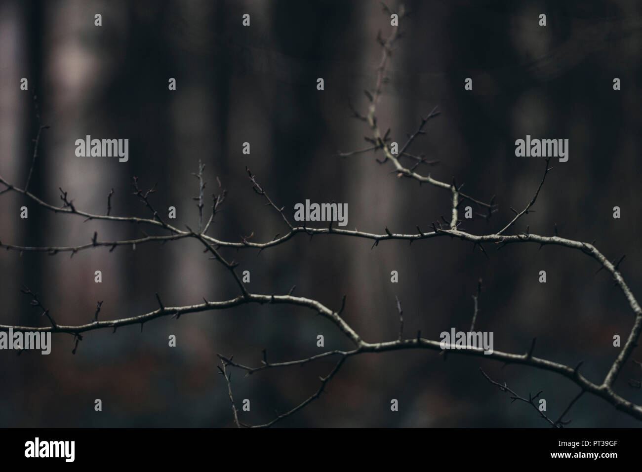 Blattlosen buche Zweige im Dezember Stockfoto