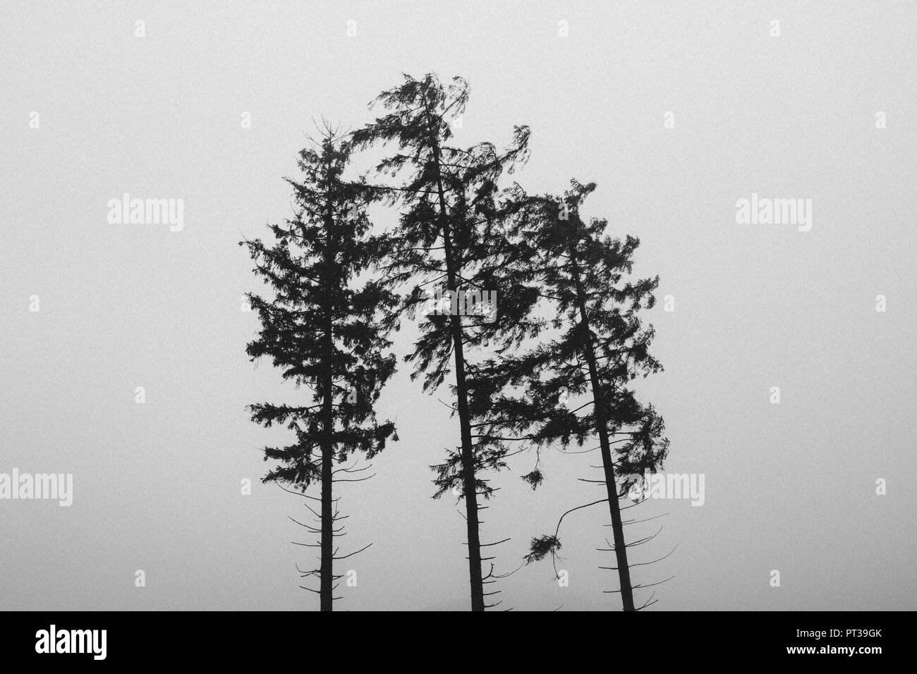 Teutoburger Wald im November, drei Koniferen im Nebel, Stimmung Stockfoto