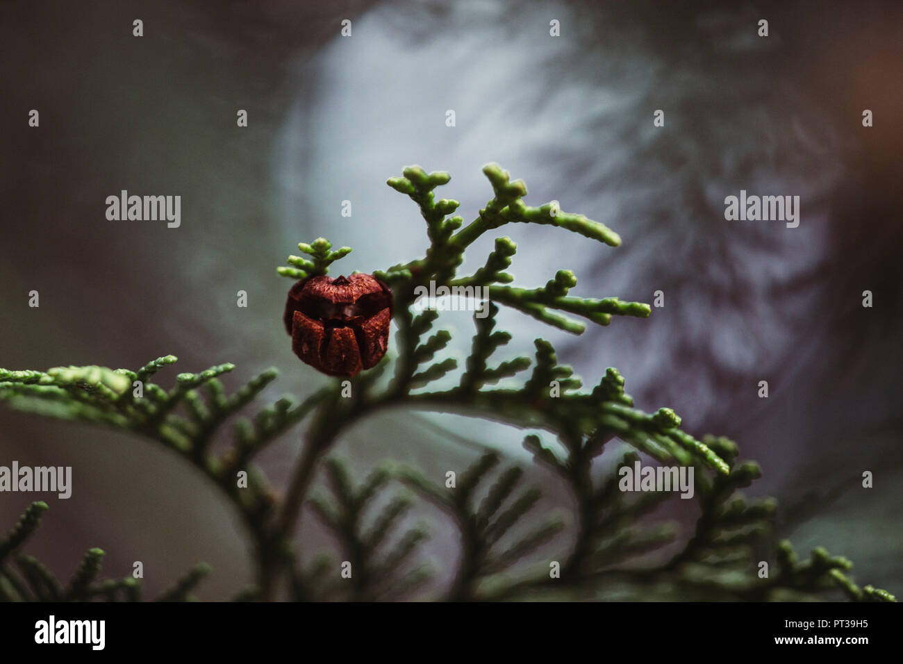 Botanischer Garten Bielefeld im Frühjahr Stockfoto