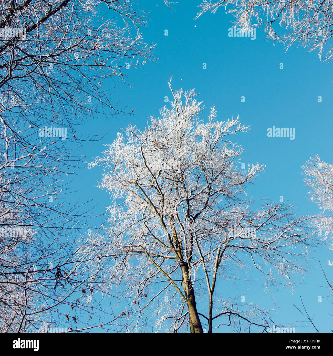 Verschneiten Teutoburger Wald im Winter Stockfoto