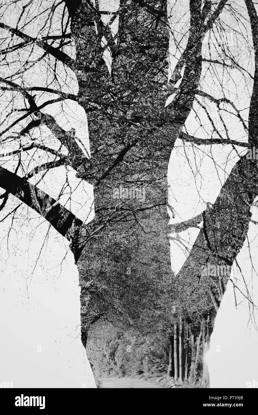 Komponieren, blattlosen Baum und Straße Stockfoto