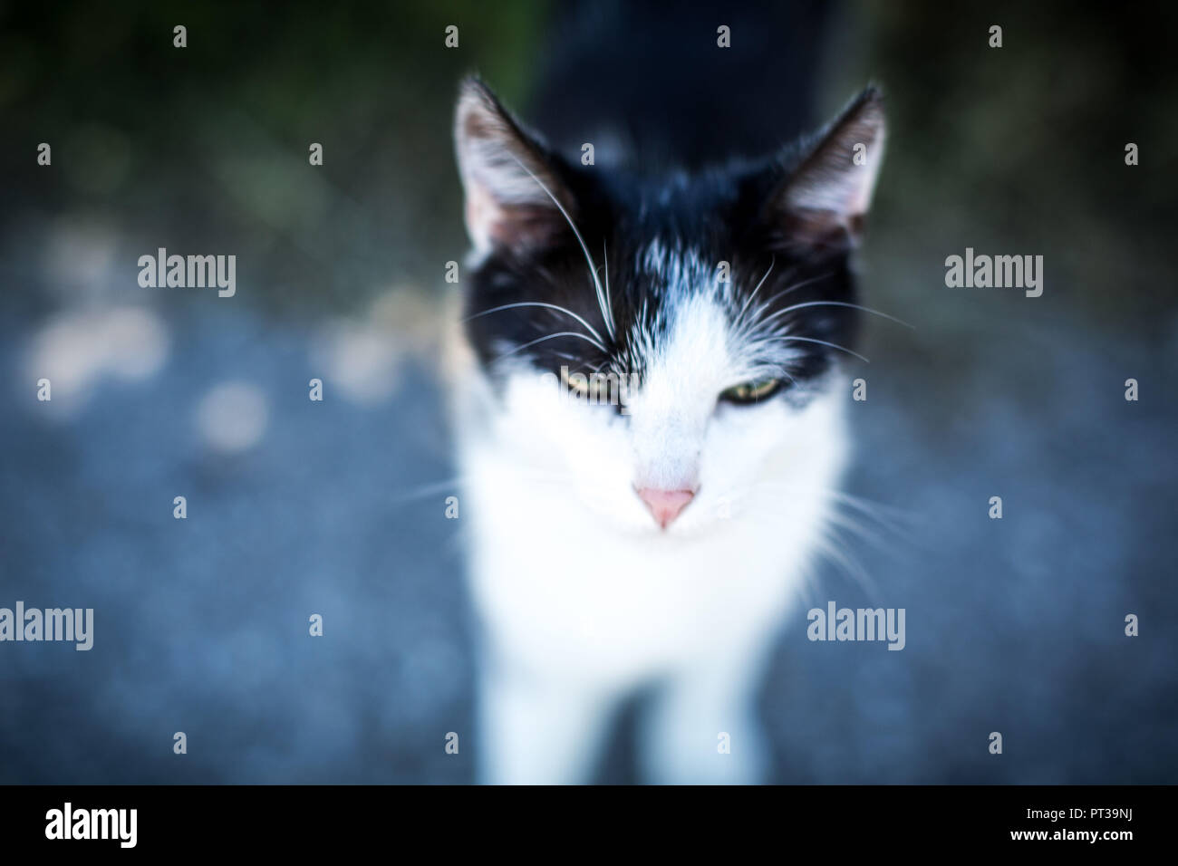 Junge schwarz-weisse Katze, Porträt, blur Stockfoto