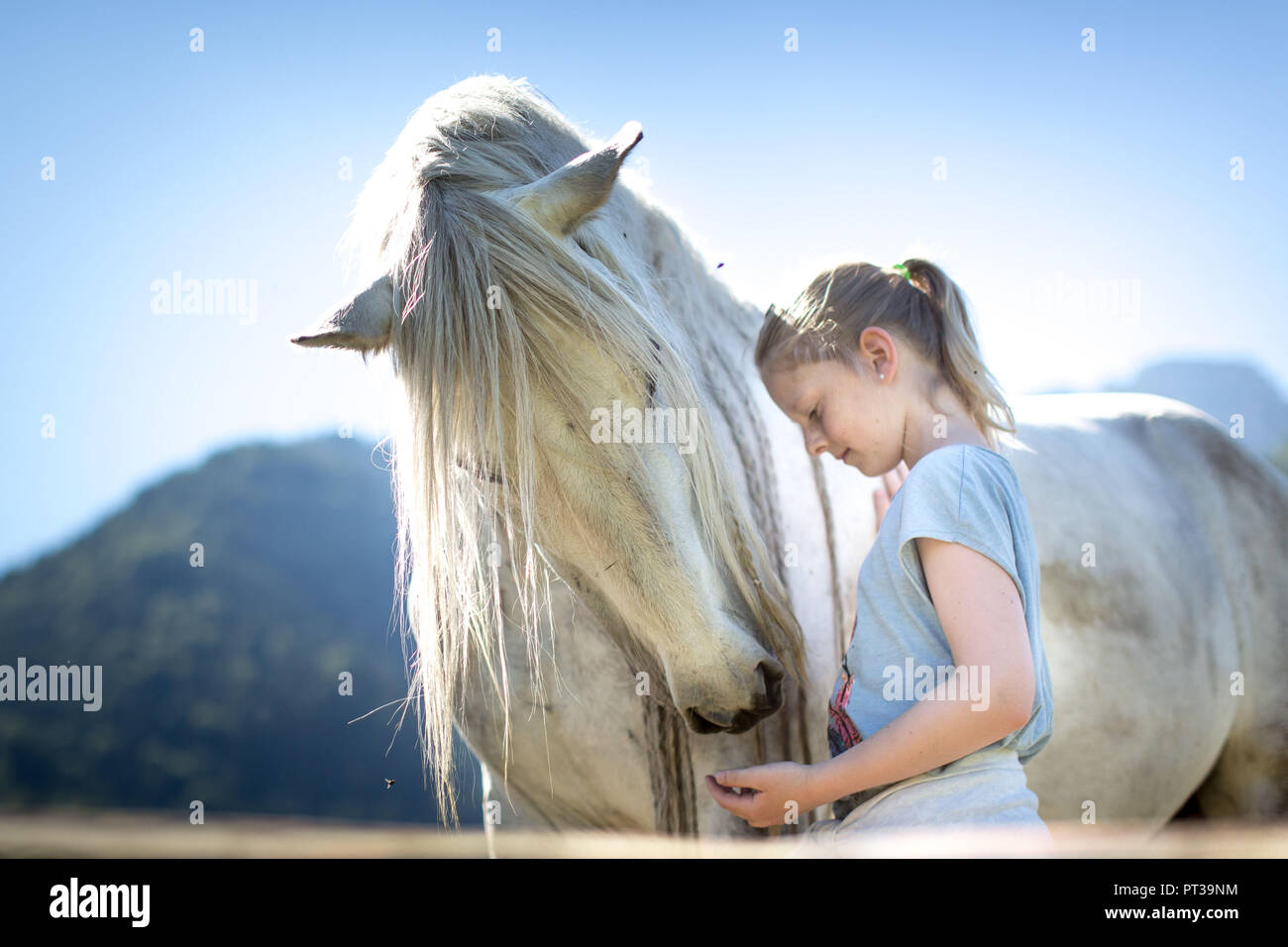 Graues Pferd und ein Mädchen mit blondem Haar Stockfoto
