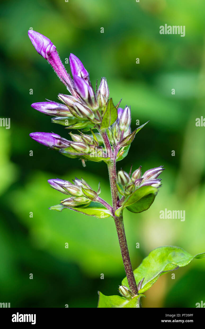 Garten Phlox 'Rosa Auge Flamme", Knospen Stockfoto