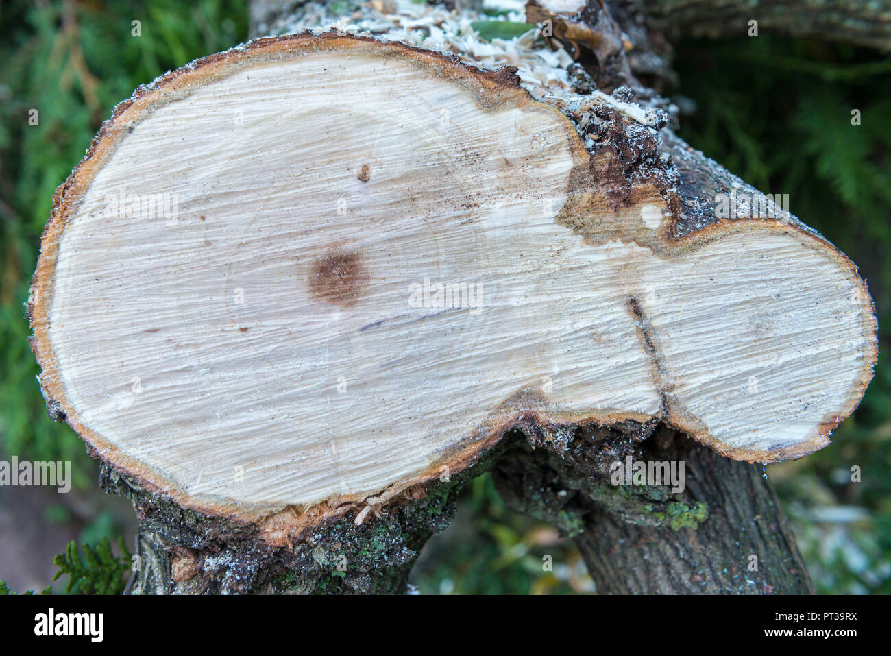 Baum Disc von Willow Tree, Querschnitt von einem Baumstamm Stockfoto