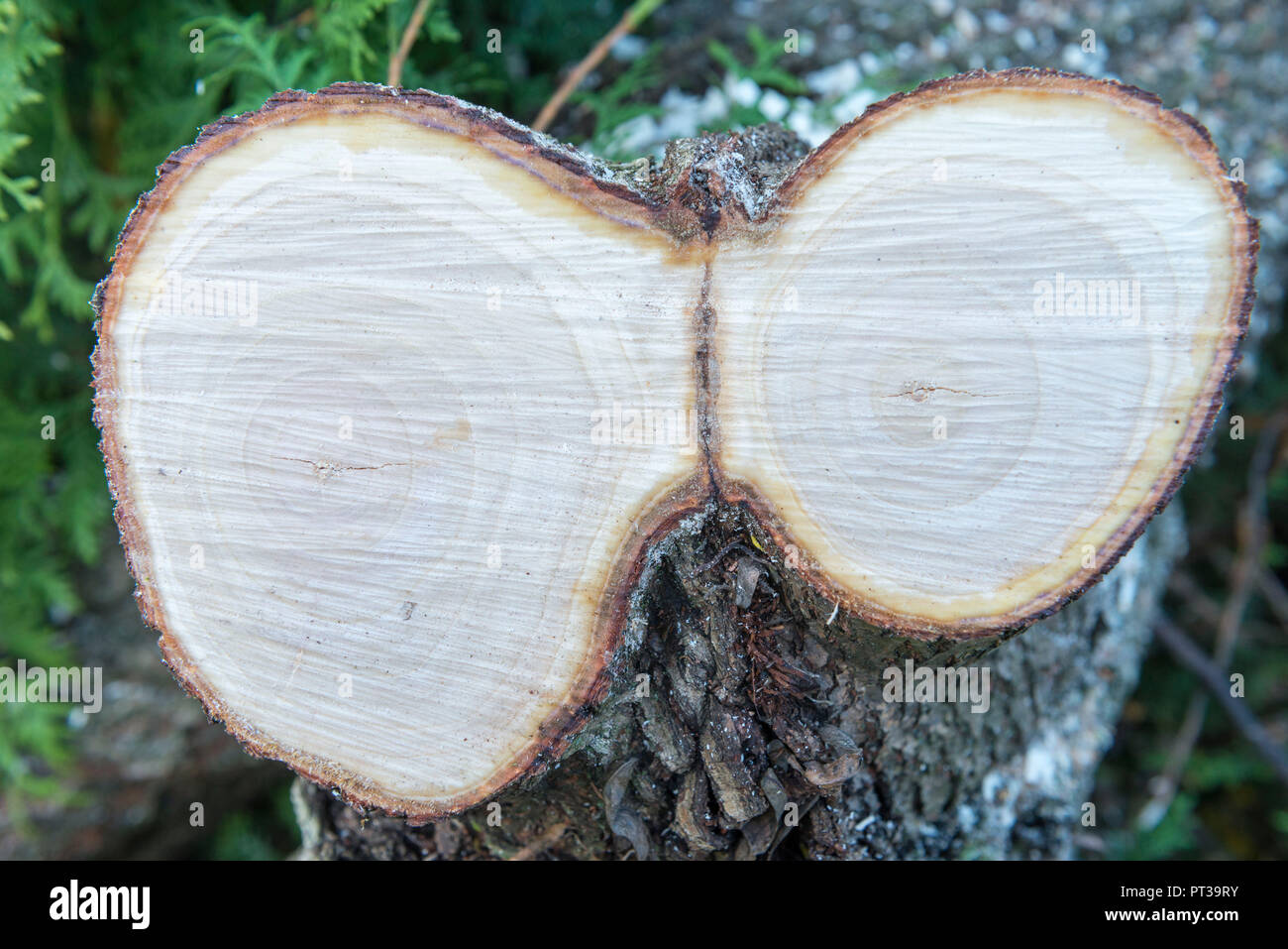 Baum Disc von Willow Tree, Querschnitt von einem Baumstamm Stockfoto