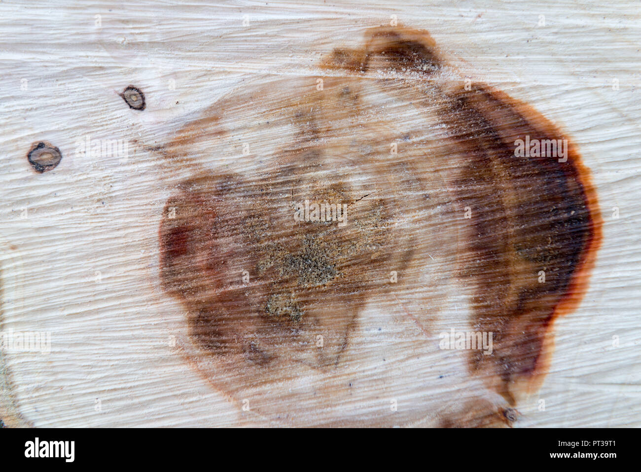 Baum Disc von Willow Tree, Querschnitt von einem Baumstamm Stockfoto