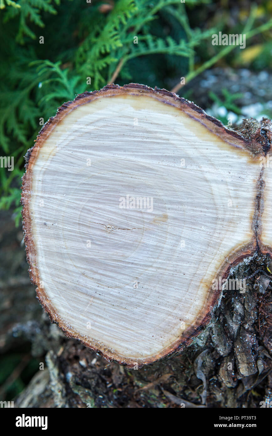 Baum Disc von Willow Tree, Querschnitt von einem Baumstamm Stockfoto