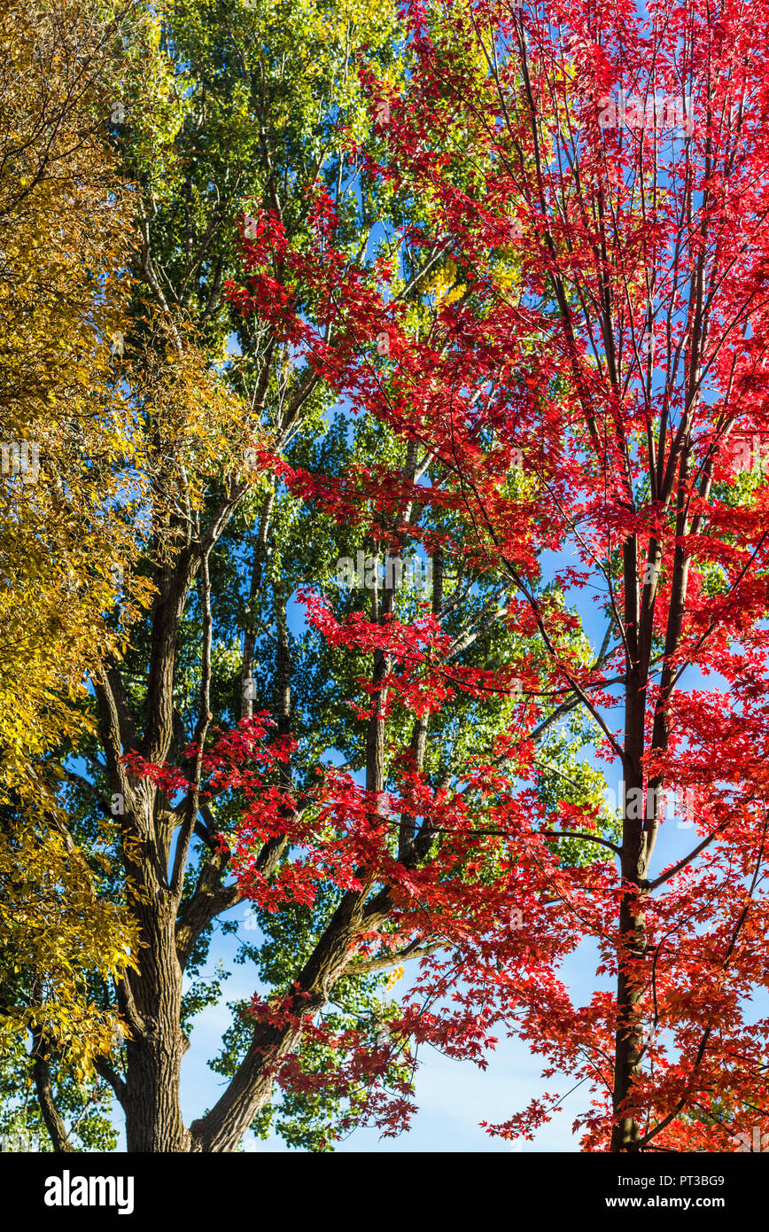 Kanada, Quebec, Quebec City, Ebenen von Abraham, Herbst Stockfoto