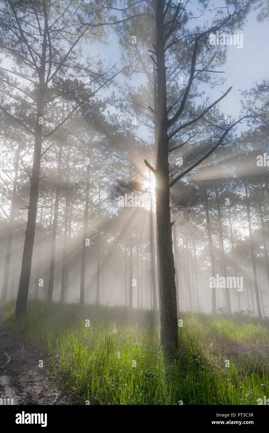 Entdeckungsreise in der Spur Kiefernwald, Vietnam. Hintergrund mit Magic Sonnenstrahlen, Licht, dichter Nebel und frische Luft in der Morgendämmerung Stockfoto