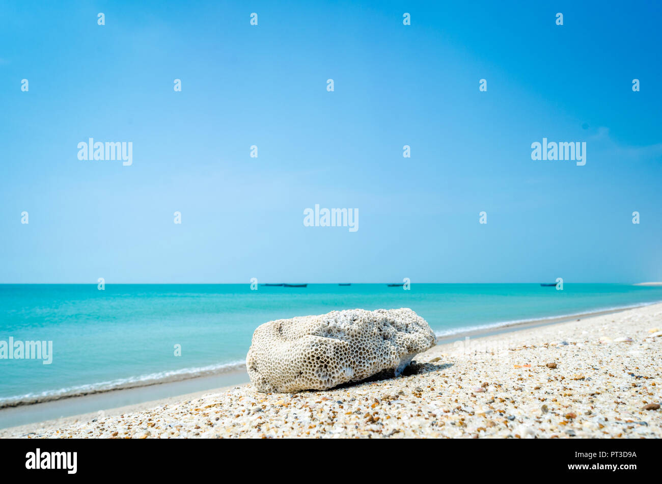 Coral Skelett in der Nähe von Strand Stockfoto