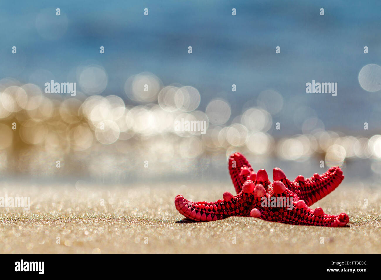 Am Strand Seestern. Hell, Rot, 5-spitz. Sandstrand. Hintergrund bokeh. Stockfoto