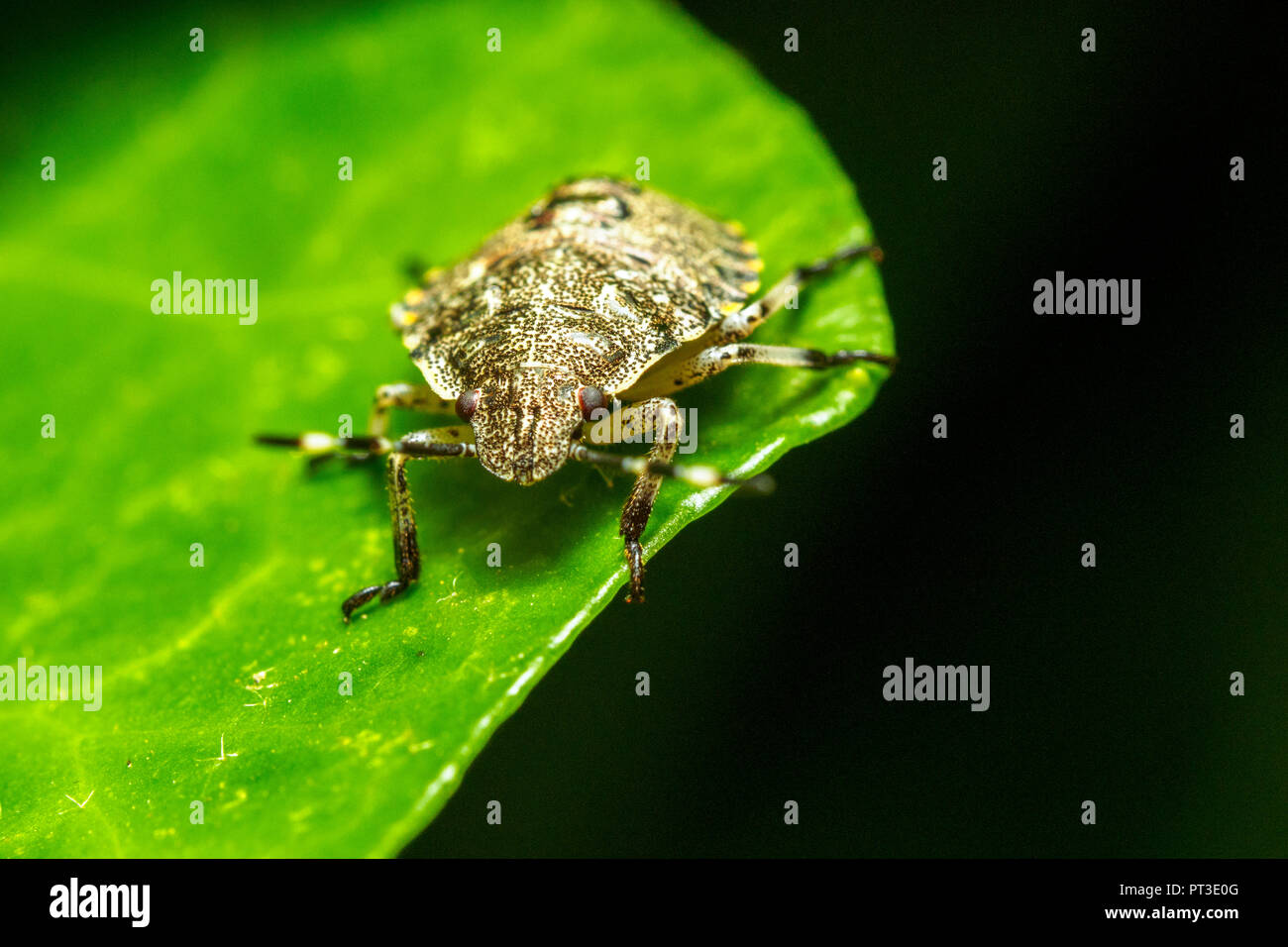 Wald Shieldbug Nymphe (Pentatoma rufipes) - Umbira, Italien Stockfoto