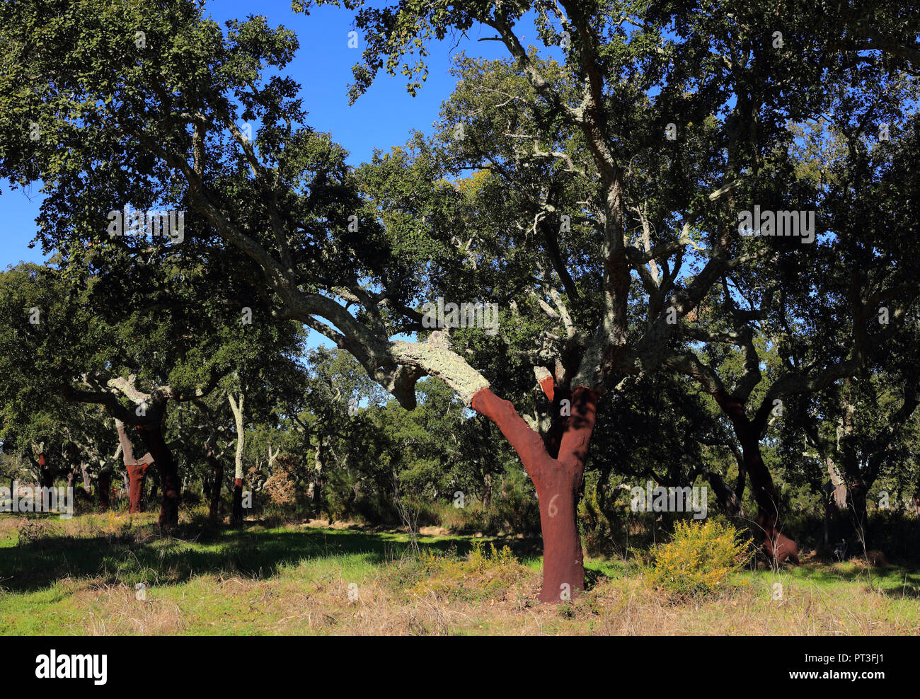 Portugal, Alentejo, Evora. Frisch geernteten Kork Eiche - Quercus suber. Die Rinde der Korkeichen und die freigelegten Bereich unter. Stockfoto