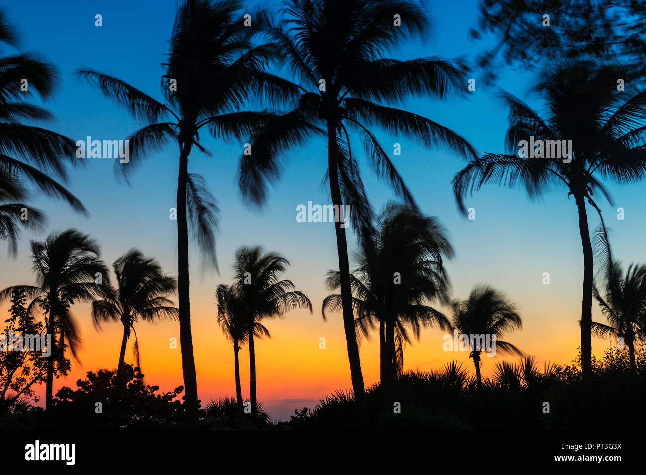 Wiegenden Palmen bei Sonnenuntergang in Fort Myers Beach, Florida USA Stockfoto