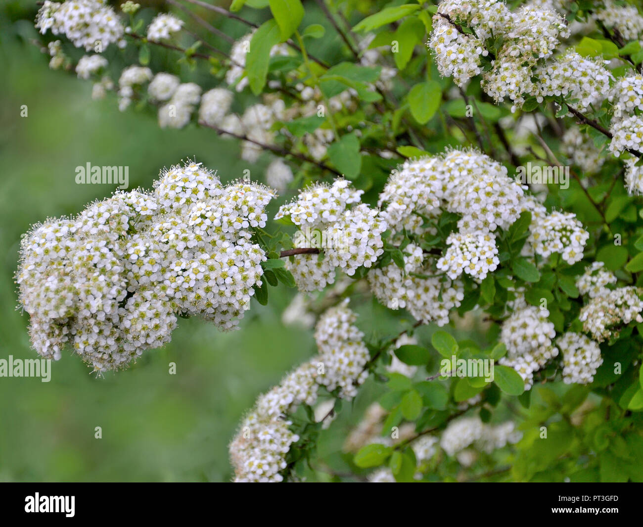 Spirea blühenden Zweig mit zarten kleinen weißen Blüten - zierpflanzen Für die Landschaftsgestaltung der Park oder Garten. Strauch blüht im Frühling. Selectiv foc Stockfoto