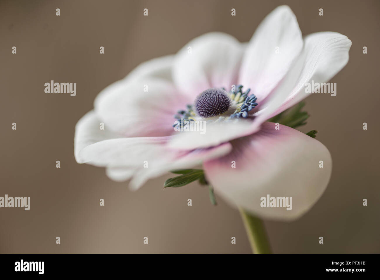 Eine einzelne Soft Focus anemone Blume - Anemone deCaen. Stockfoto