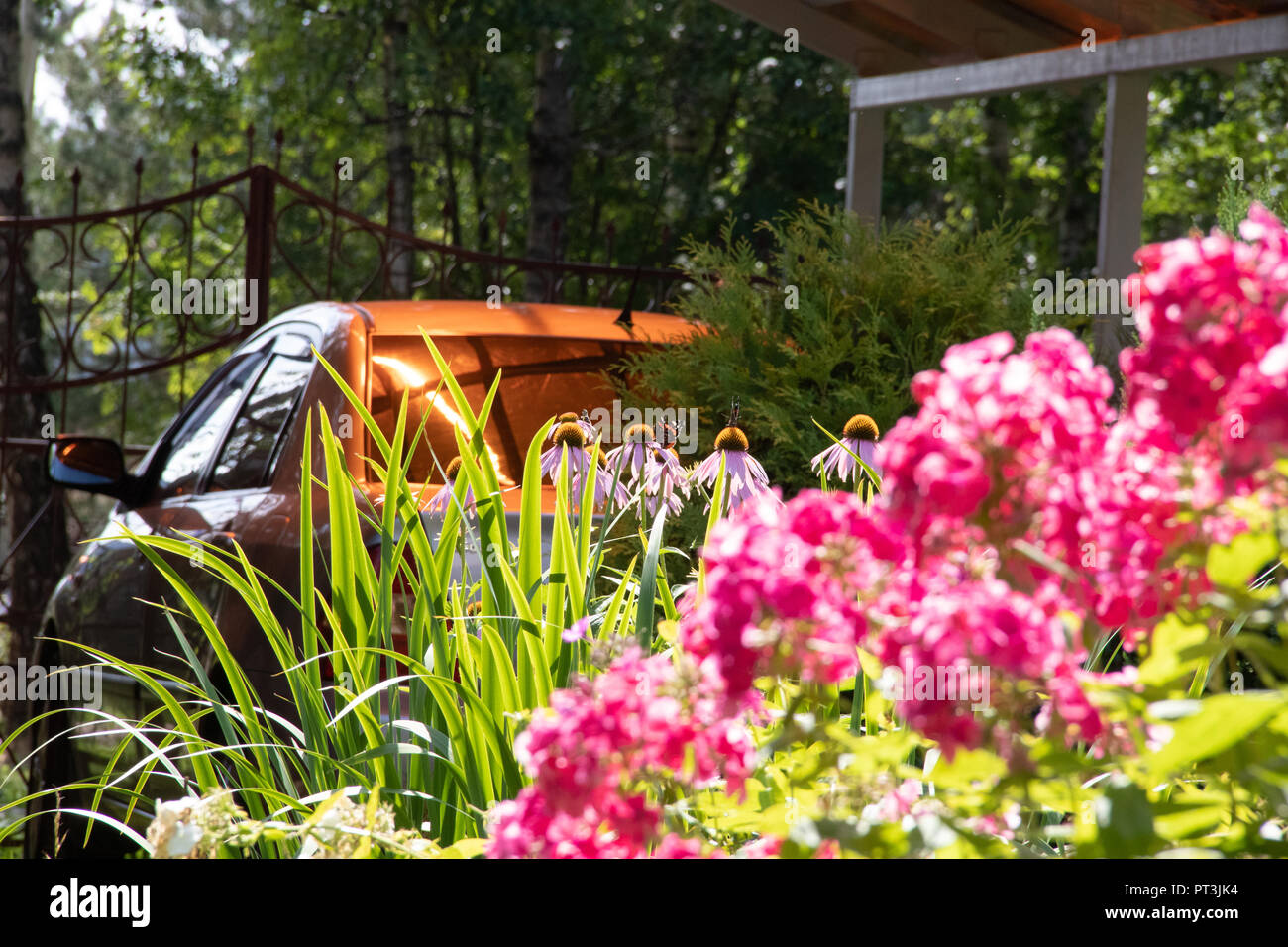 Reale Land leben mit orange Sonnenlicht auf Auto und rosa Blumen phlox Stockfoto