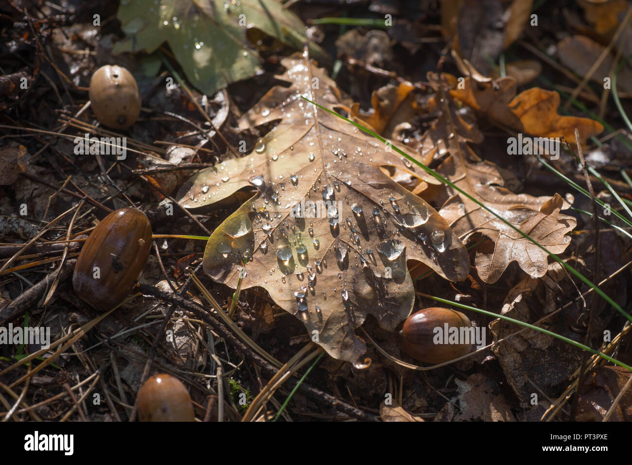 Herbst eiche Blatt mit Wassertropfen Stockfoto